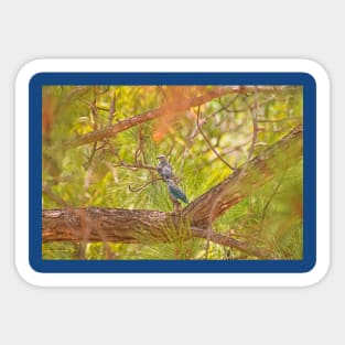 cla blue tanagers Sticker